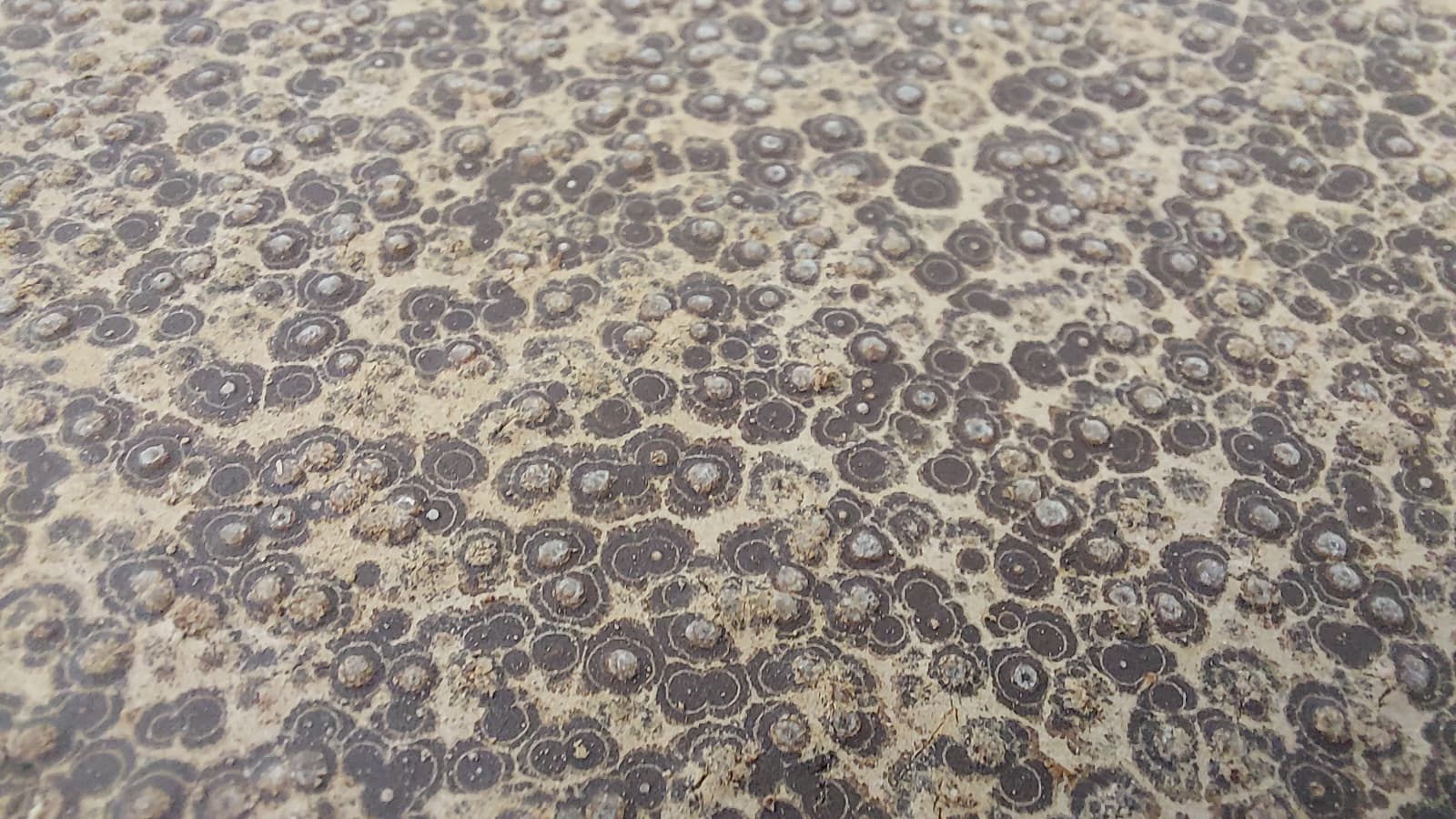 ¿Qué son las manchas blancas en el chocolate?